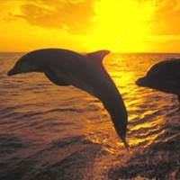 pic for Dolphins In The Sunset